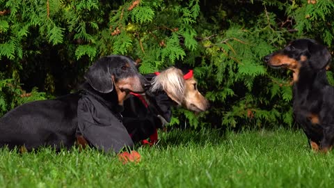 HALLOWEEN MISCHIEF - Cute & Funny Wiener Dogs Go Trick or Treating!