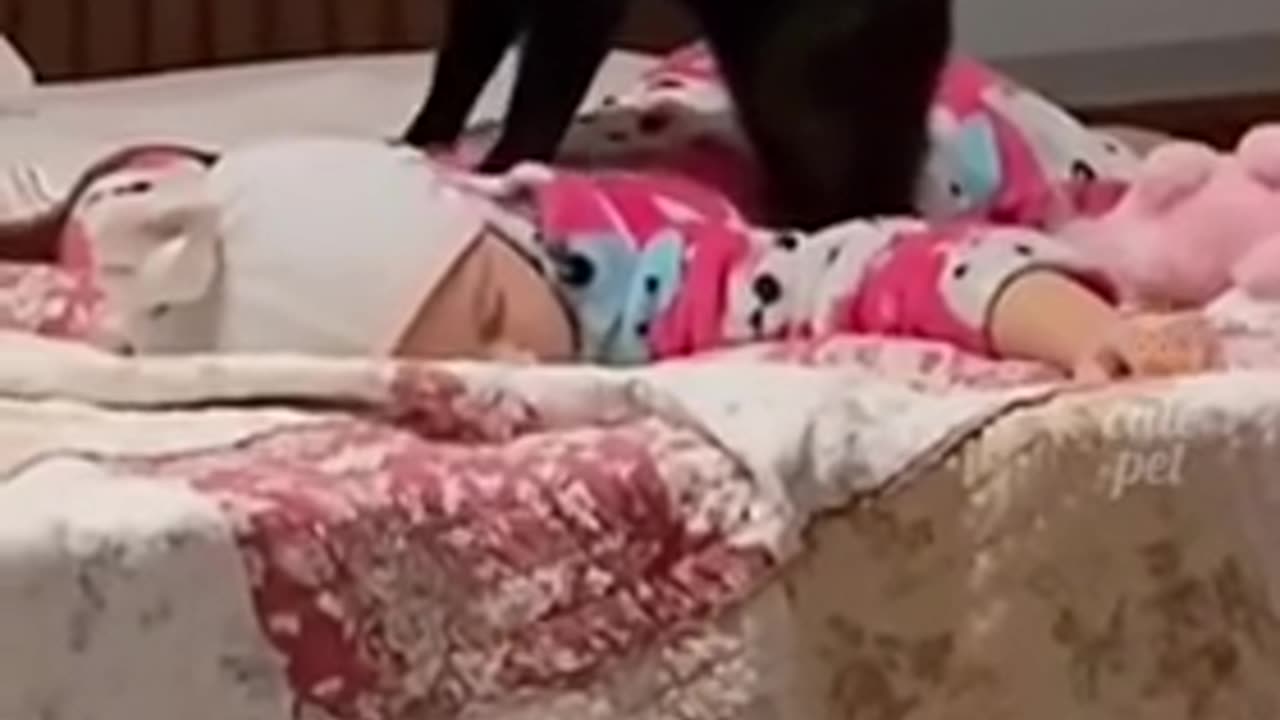 Funny cat video