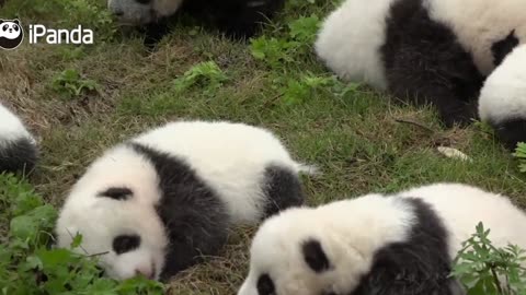 "Cuteness overload: Watch these baby pandas roll around"