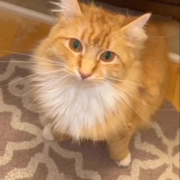 Cats so beautiful funny video |Funny animal videos| try not to laugh