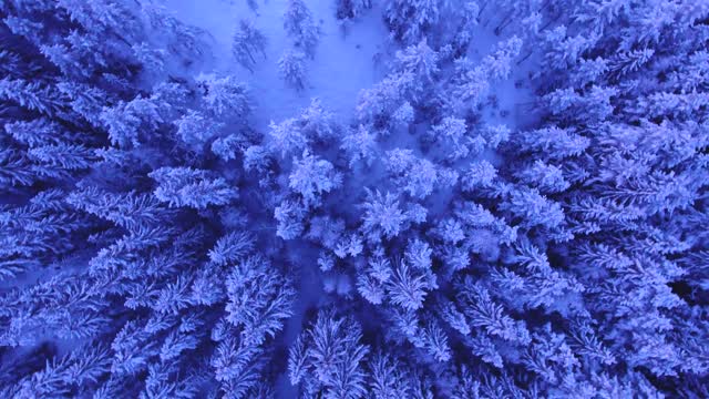 Snowy trees, winter