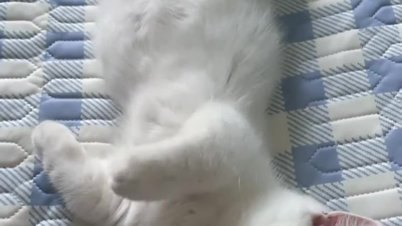 Funny Cat Sleeping Video 😂