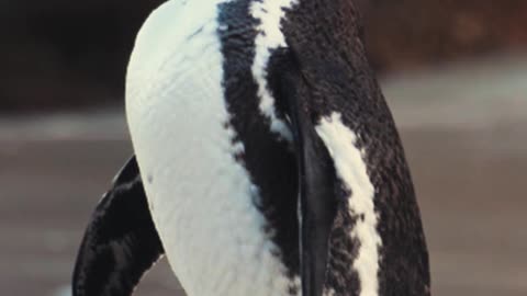 Penguin