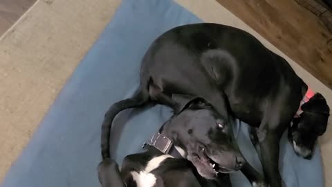 Great Dane belly scratches
