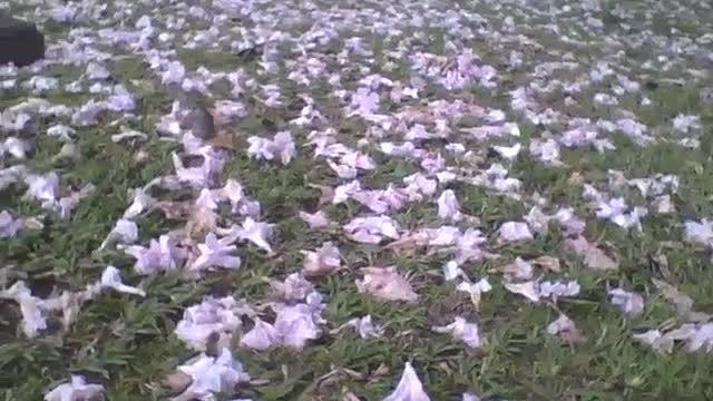 Lindas flores de ipê roxas na grama no chão do parque [Nature & Animals]