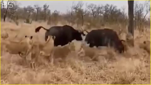 The Greatest Fights In The Animal Kingdom | Lion VS Buffalo