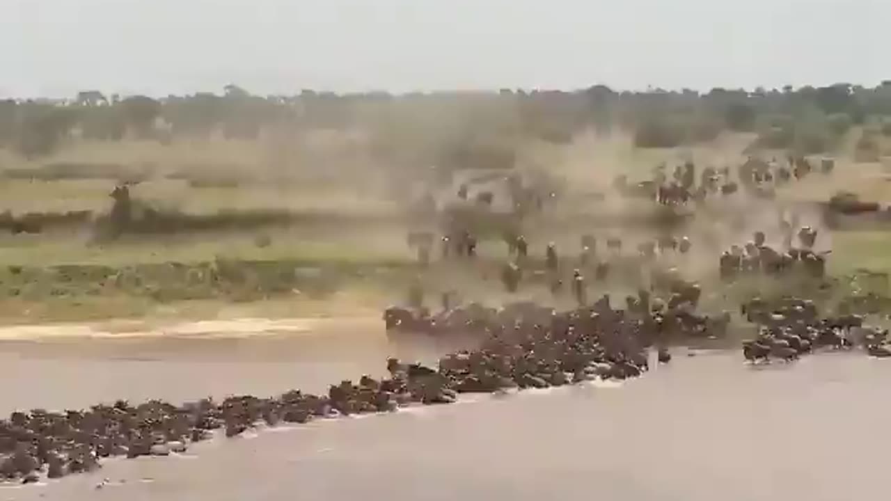 Amazing Wildlife of Botswana. Best Wild Animal Chases