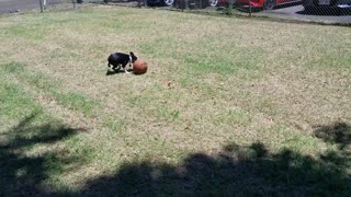 BOSTON TERRIER CAN'T PLAY FETCH WITH BASKETBALL