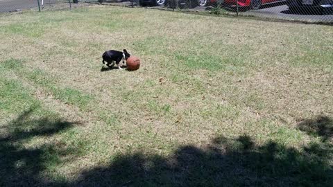 BOSTON TERRIER CAN'T PLAY FETCH WITH BASKETBALL