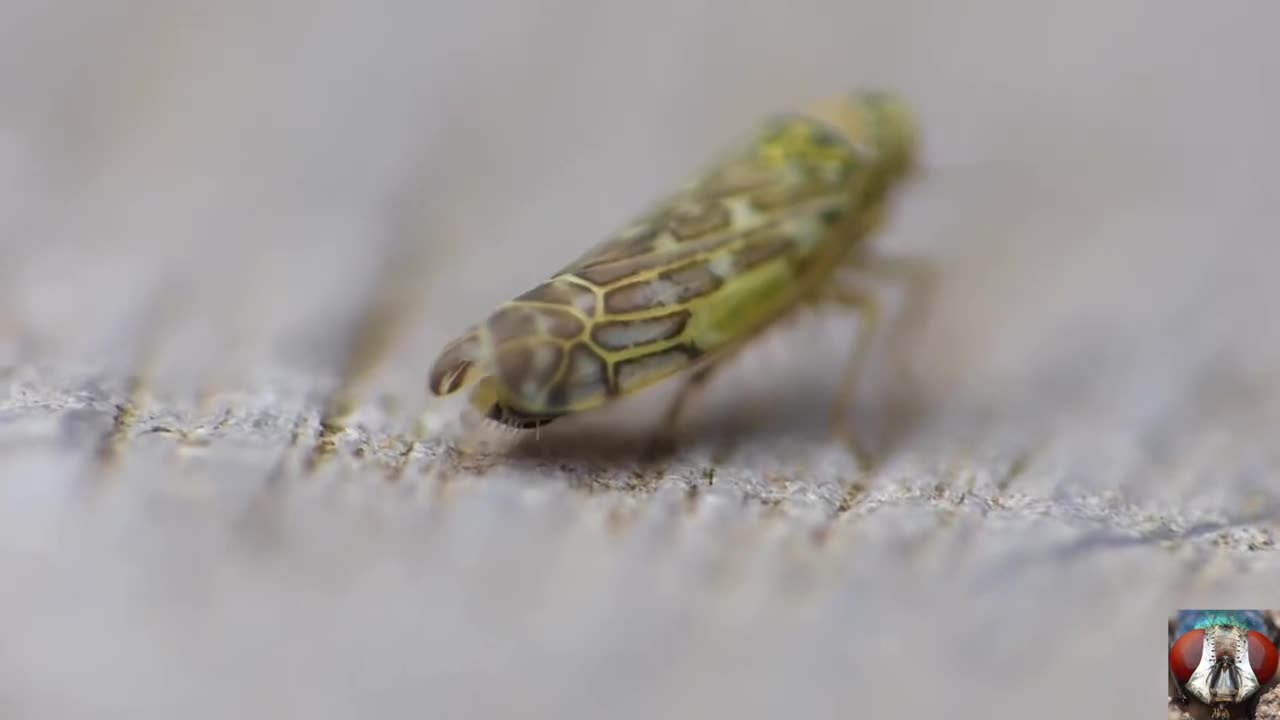 Capture The Moment Of Pooping Small Insects - Funny Animal Video