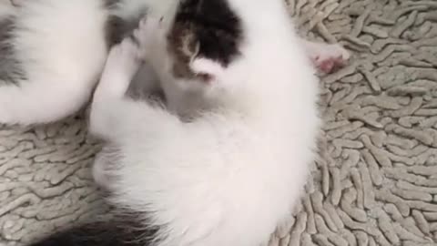 Little Kittens Playing With EachOther