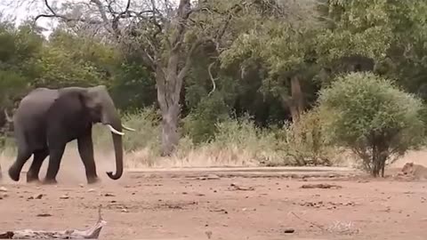 Elephant VS Lion