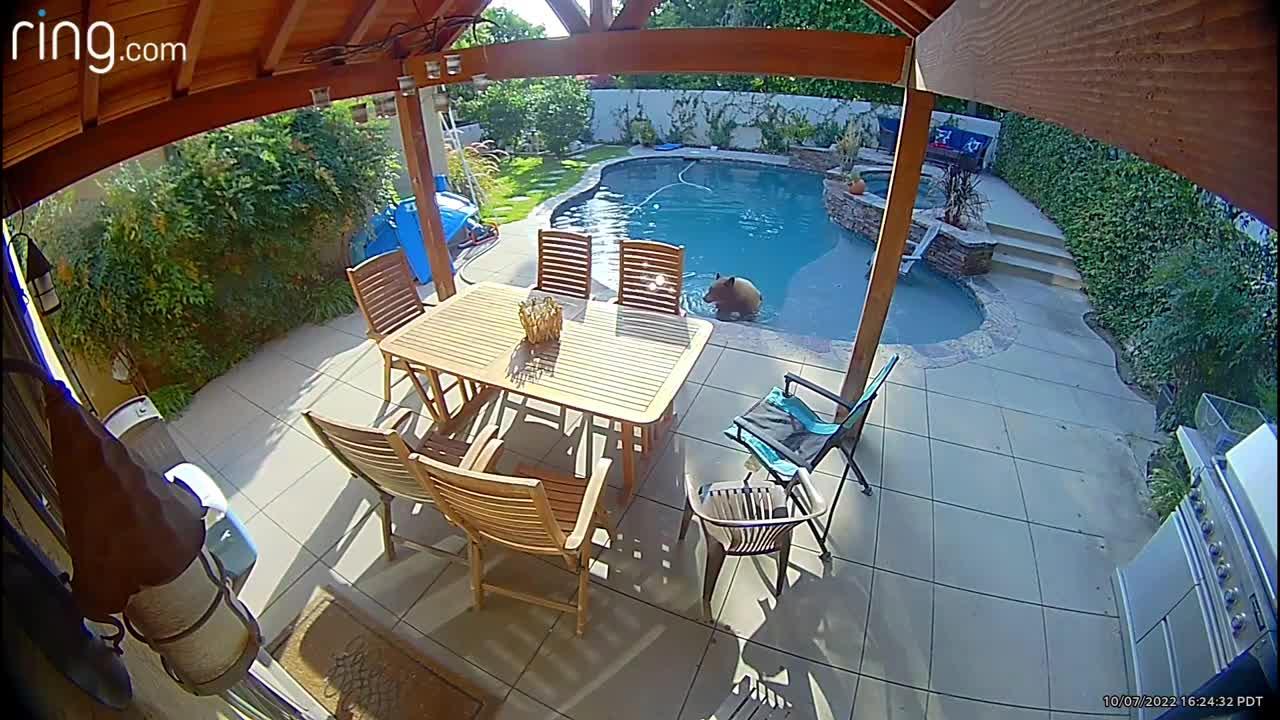Bear Takes A Dip in the Pool, a Trip to the Spa