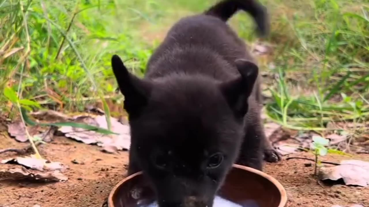 sweet puppy drink milk