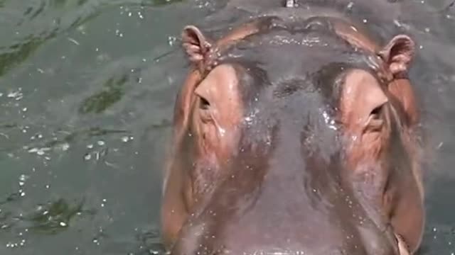 A hippopotamus