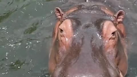 A hippopotamus