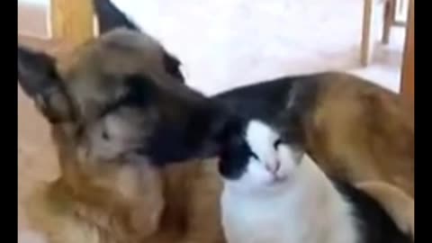 German Shepherd And Cat in Love 😘💕