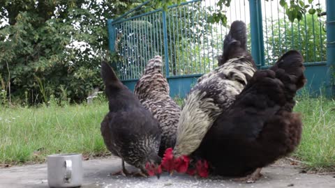 Hens have lunch