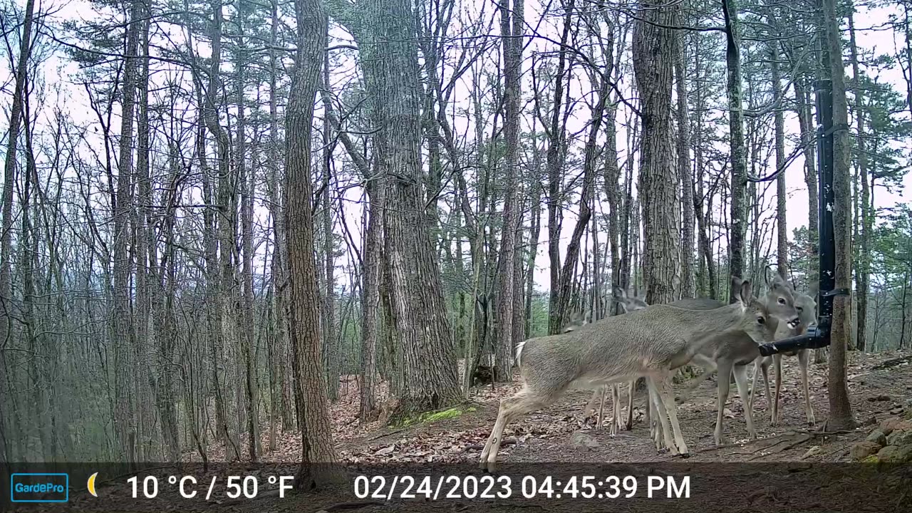 The Woods – 02/25/2023