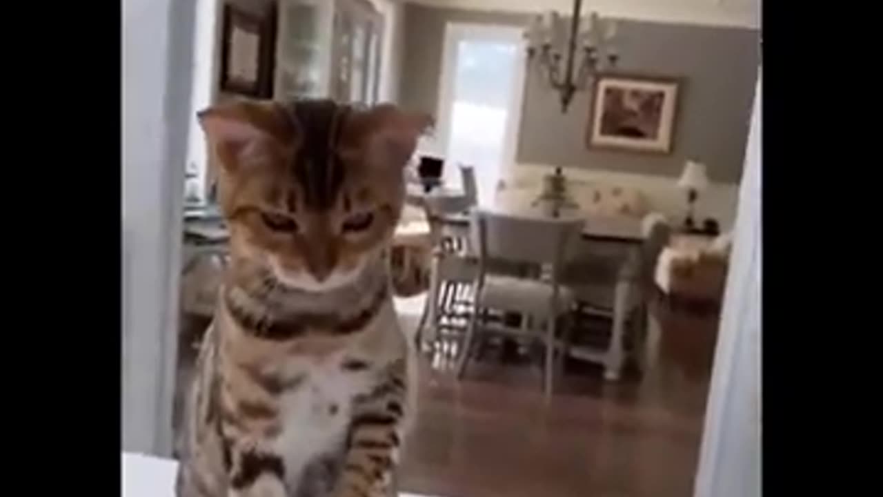 The Best Funny Cat Video Compilation Ever!