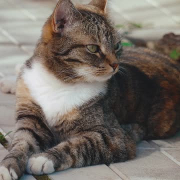 Little Cat chilling on the Road *-*