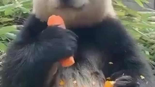 Meet Happy Chimpanzee in Africa Eating Best Fruits .