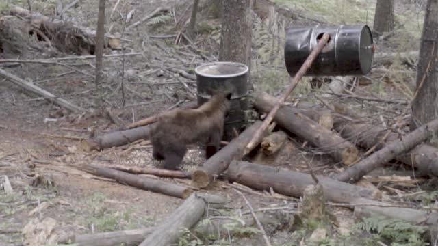 I GOT A WARNING FROM FISH AND GAME!!! | Archery Bear Hunting | Bear Death Bawl