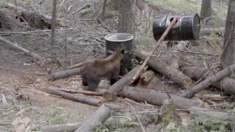 I GOT A WARNING FROM FISH AND GAME!!! | Archery Bear Hunting | Bear Death Bawl