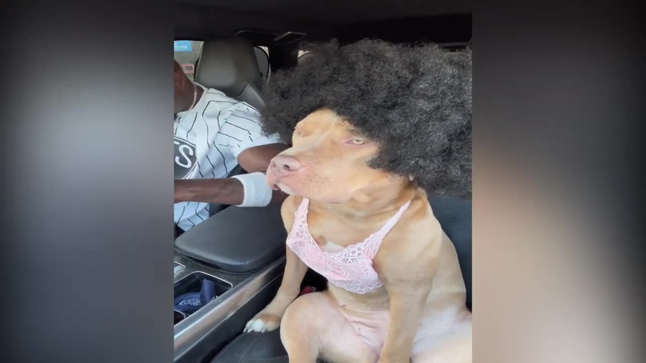 Funny animals video compilation episode #8 (funny animals)