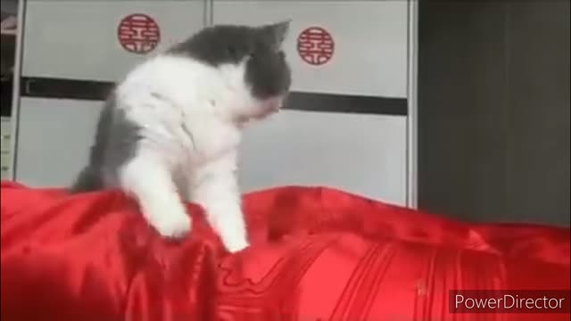 Funniest cats video #part 6