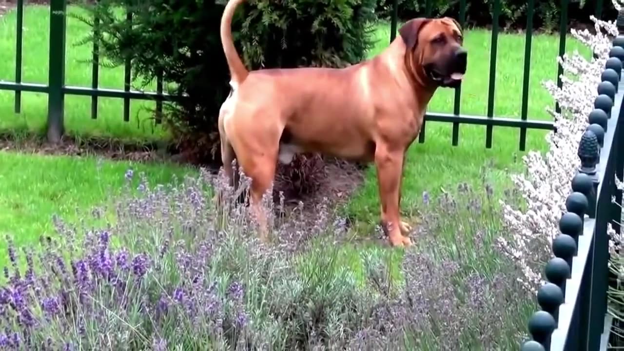 🔥🔥10 Most Dangerous Dog Breeds in the World🐶🐾