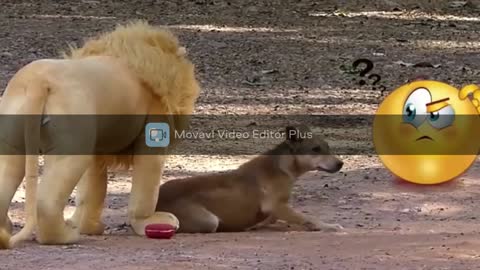 very funny prank with dog with fake lion