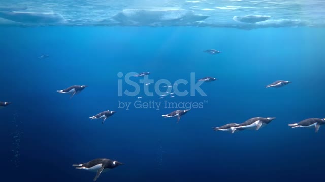 Many gentoo penguins swimming underwater in Antarctica, sunlight passing through the ice