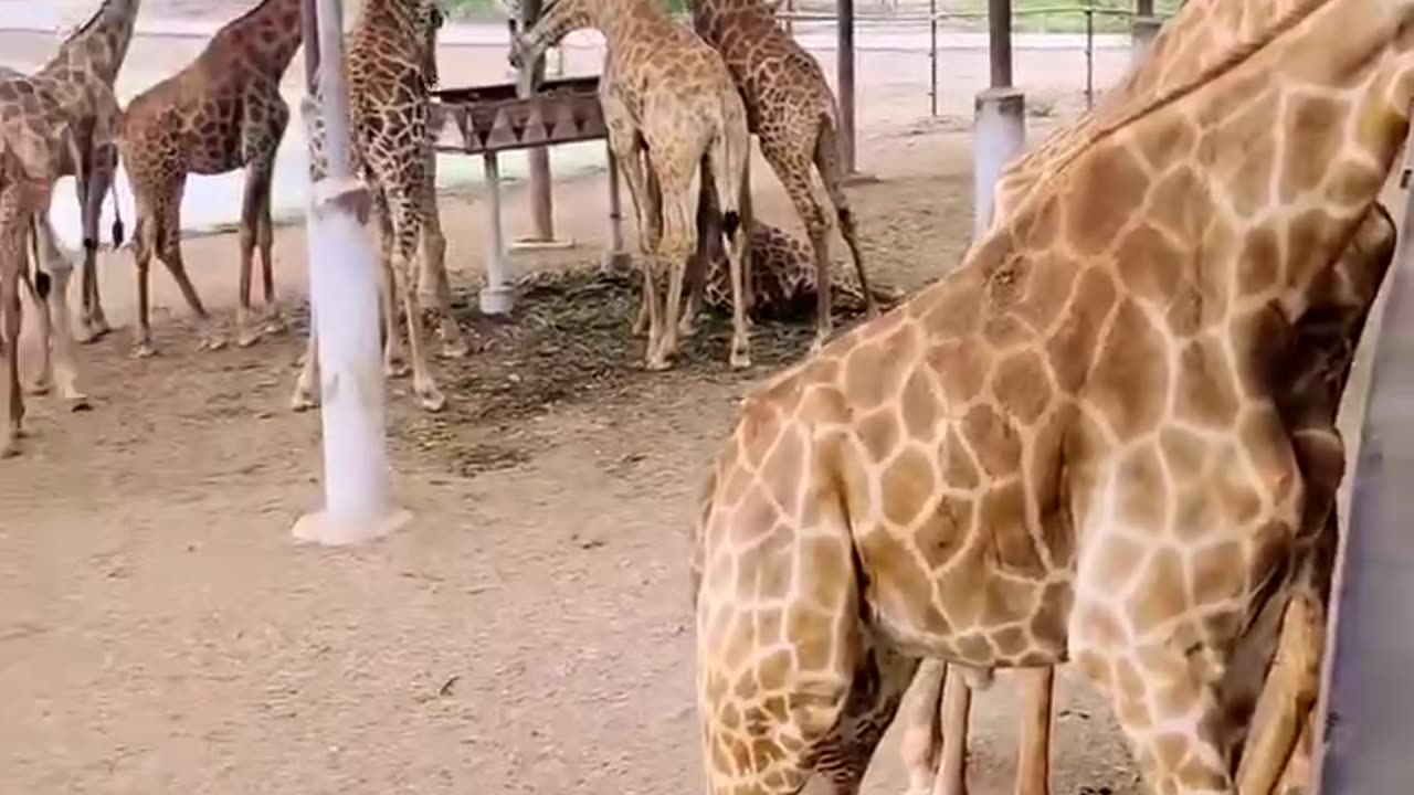 Giraffa