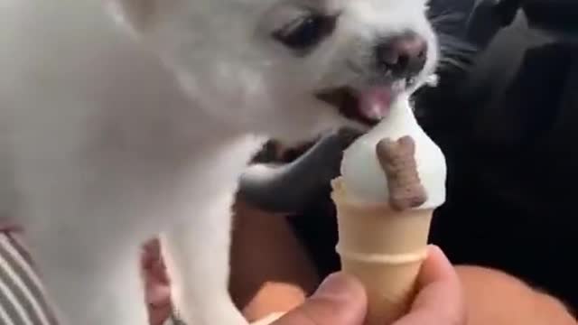 Pupy happy with ice cream finally 🐶🐶🐶🐶🐶🐶