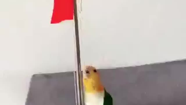 cute bird