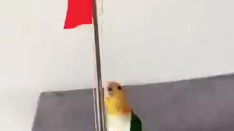 cute bird