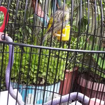 My sweet singing Canary