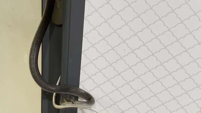 Snake Wraps Itself Around Door Handle