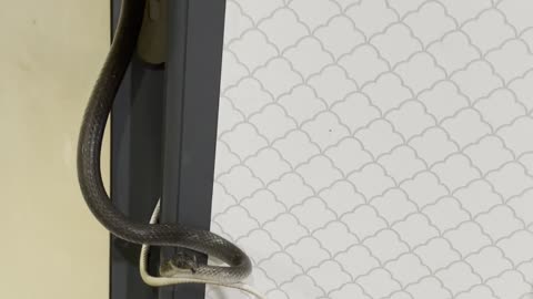 Snake Wraps Itself Around Door Handle