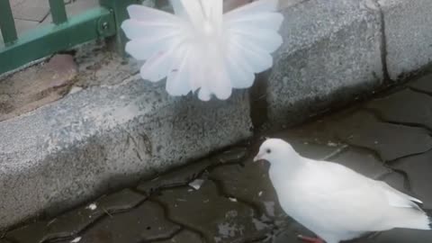 Pigeons video