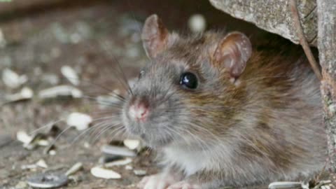 Did you know? Ancient Egyptians used dead mice to ease toothaches