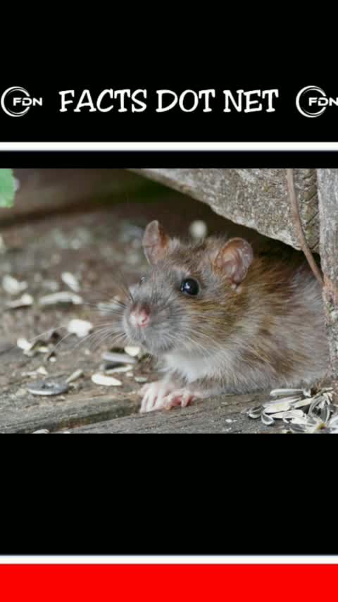 Did you know? Ancient Egyptians used dead mice to ease toothaches