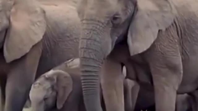 African Animals- Herd of Elephants=BABY ELEPHANTS CUTE!