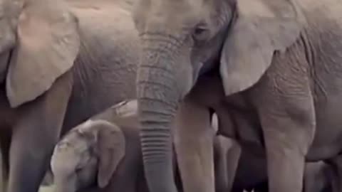 African Animals- Herd of Elephants=BABY ELEPHANTS CUTE!