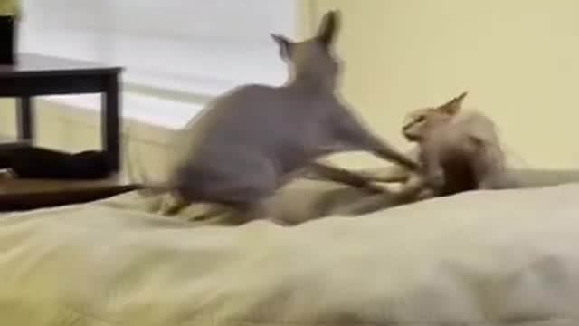 Two cute cat fighting