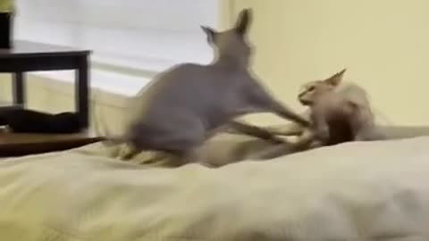 Two cute cat fighting