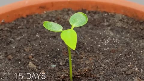 Growing Papaya tree - _timelapse _papaya _shorts