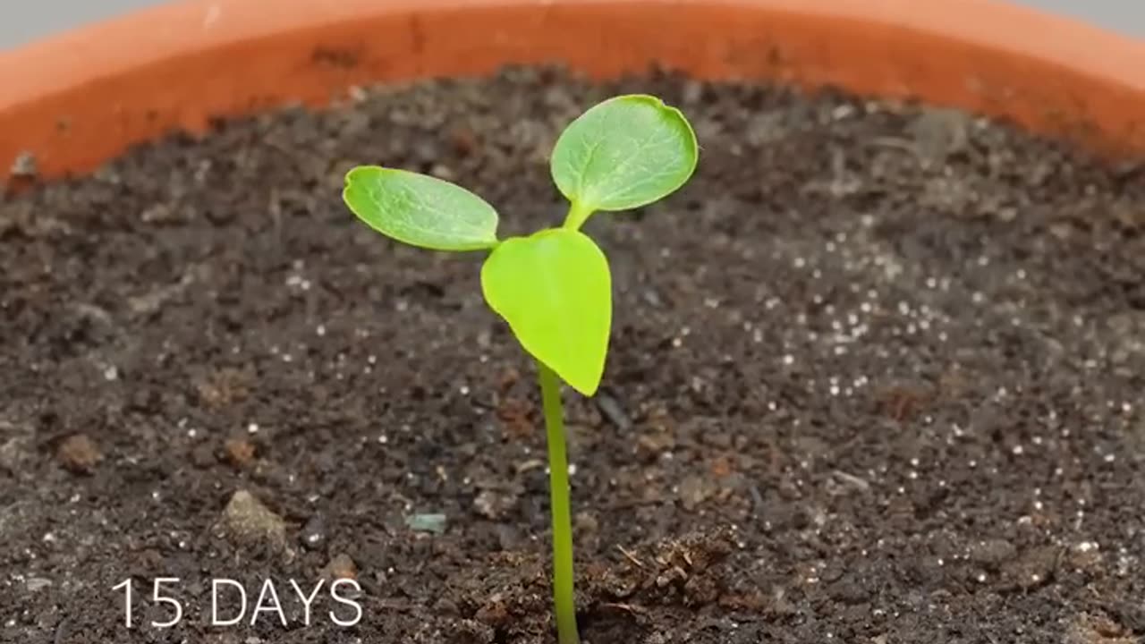 Growing Papaya tree - _timelapse _papaya _shorts