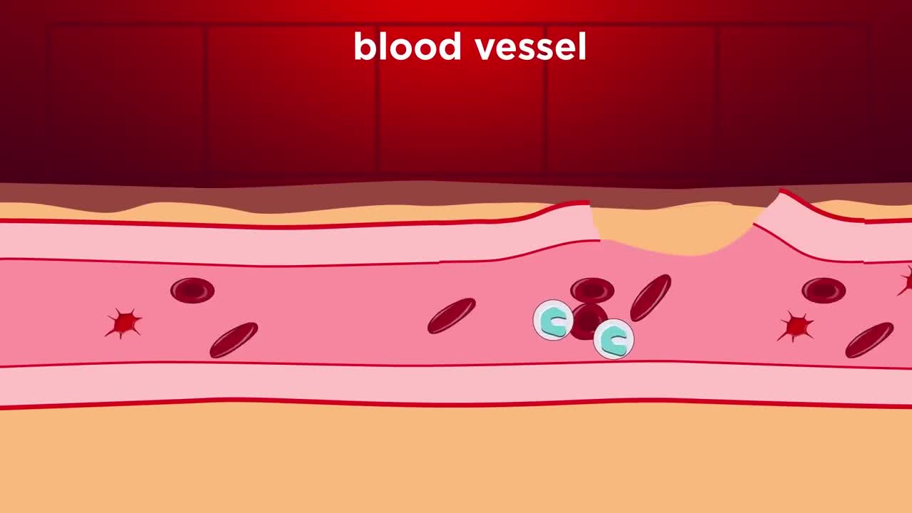 Platelets & Blood Clotting | Biology | FuseSchool